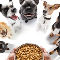 Highly Rated Pet Care Business For Sale - Doggy Daycare/ Boarding/ Grooming/ Nutrition - Prime Cheltenham, Sa Location - Includes Quality Equipment image