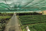 Leased  Nursery and spa supplies. Wholesale and Retail with 18.5 Acres and 3 bedroom home and pool