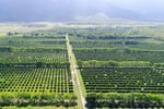Easy to run, highly  profitable fruit farm.