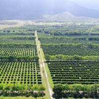 Easy to run, highly  profitable fruit farm. image