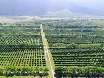 Easy to run, highly  profitable fruit farm. image