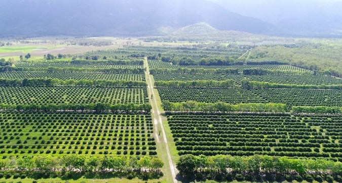 Easy to run, highly  profitable fruit farm.