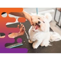 35658 Well-Established Mobile Dog Grooming Business with Strong Local Following image