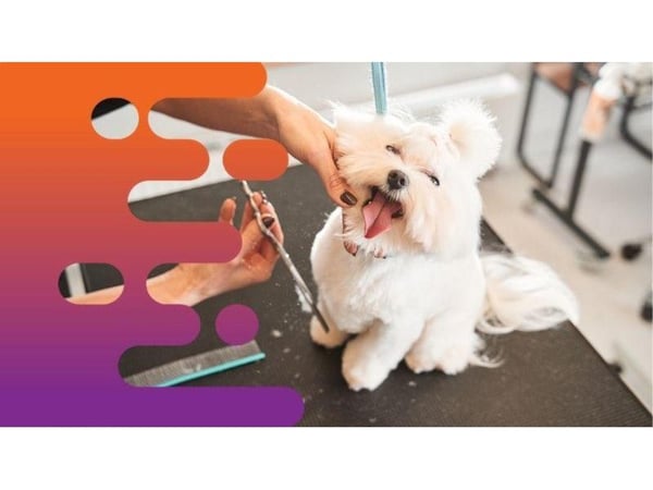 35658 Well-Established Mobile Dog Grooming Business with Strong Local Following