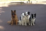 Melbourne s Go-To Dog Training Business PF1536
