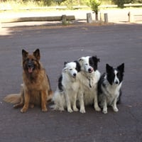 Melbourne s Go-To Dog Training Business PF1536 image
