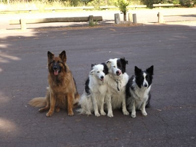 Melbourne s Go-To Dog Training Business PF1536 image