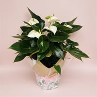 Online, Home-Based Plant and Gift Shop/ Florist Business for Sale image