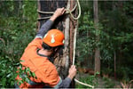 34548 Profitable Arboriculture Business - Growth Potential