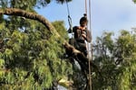 Grow Your Arborist Operation with Climb Right Tree Services