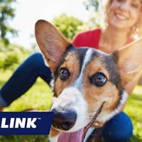 Freehold Pet Retreat, Residence & Established Business image