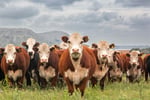 Australia\'s Progressive & Innovative Meat Exporters - 5875