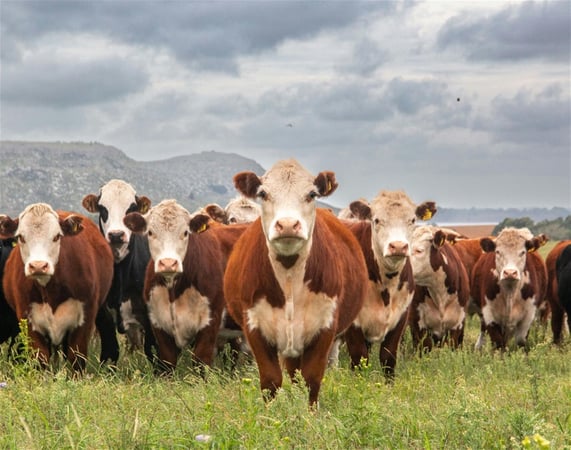 Australia\'s Progressive & Innovative Meat Exporters - 5875