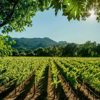 Iconic Marlborough Winery and Vineyards  Blenheim, New Zealand image