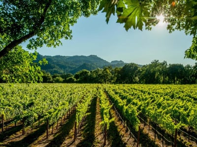 Iconic Marlborough Winery and Vineyards  Blenheim, New Zealand image
