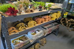 WA s Only Exclusive Reptile and Hydroponic Shop - East Rockingham, WA