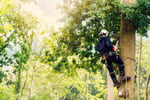 Proven Arboriculture Business with Management Potential