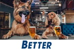 Well‑Established Online Dog Accessories Brand - Strong Sales & Huge Following