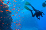 Coming Soon - Scuba Diving Business - Bali