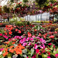 Established Garden Centre and Landscape Supplies with Significant Growth Potential image