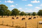 Established Rural Stockfeed Business + Property
