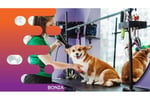 36635 Profitable Mobile Dog Grooming Business - Open To Offers