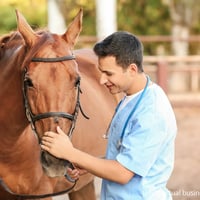 Established Equine Genetics Import Business - VIC image