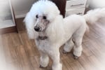 DOG GROOMING BUSINESS