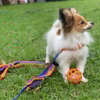 Trusted Dog Training Service with Multiple Revenue Streams and Strong Veterinary Referrals image