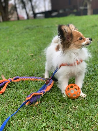 Trusted Dog Training Service with Multiple Revenue Streams and Strong Veterinary Referrals