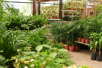 Exotic Wholesale Nursery + Freehold Land | Sunshine Coast | $2M Sales, $402K Profit.