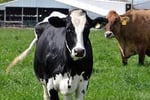 Cheese Manufacturing and Distribution with added tourism component