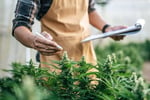 End to End Solution for the Medicinal Cannabis Industry