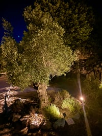 Olivier vue de nuit