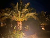 Palmiers vue de nuit