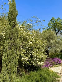 Végétation
