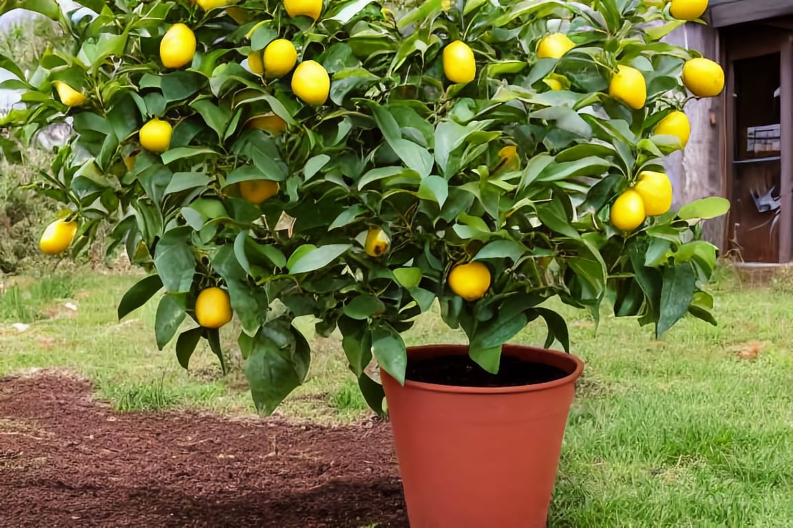 dwarf citrus fruit trees
