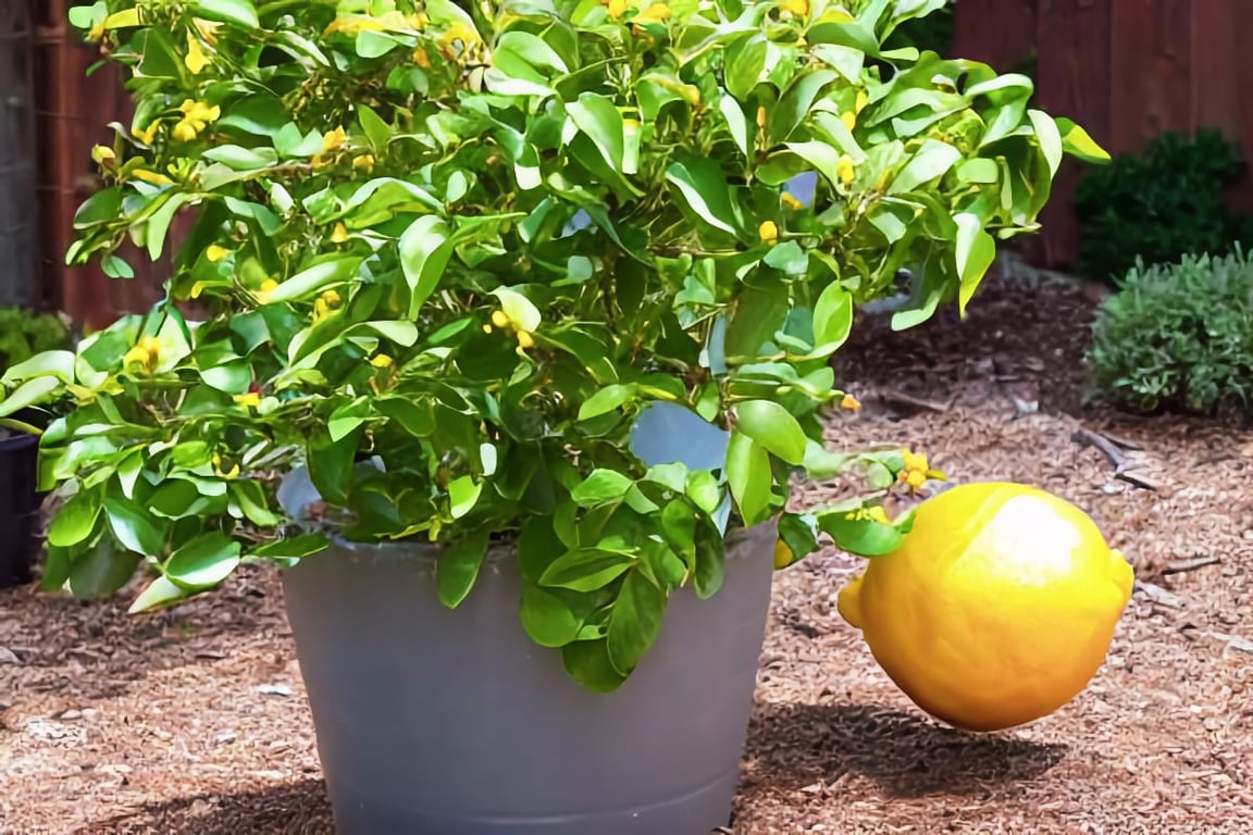 Meyer lemon tree adequately pruned