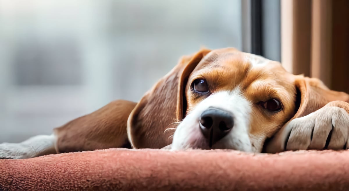 Dog asleep in livingroom
