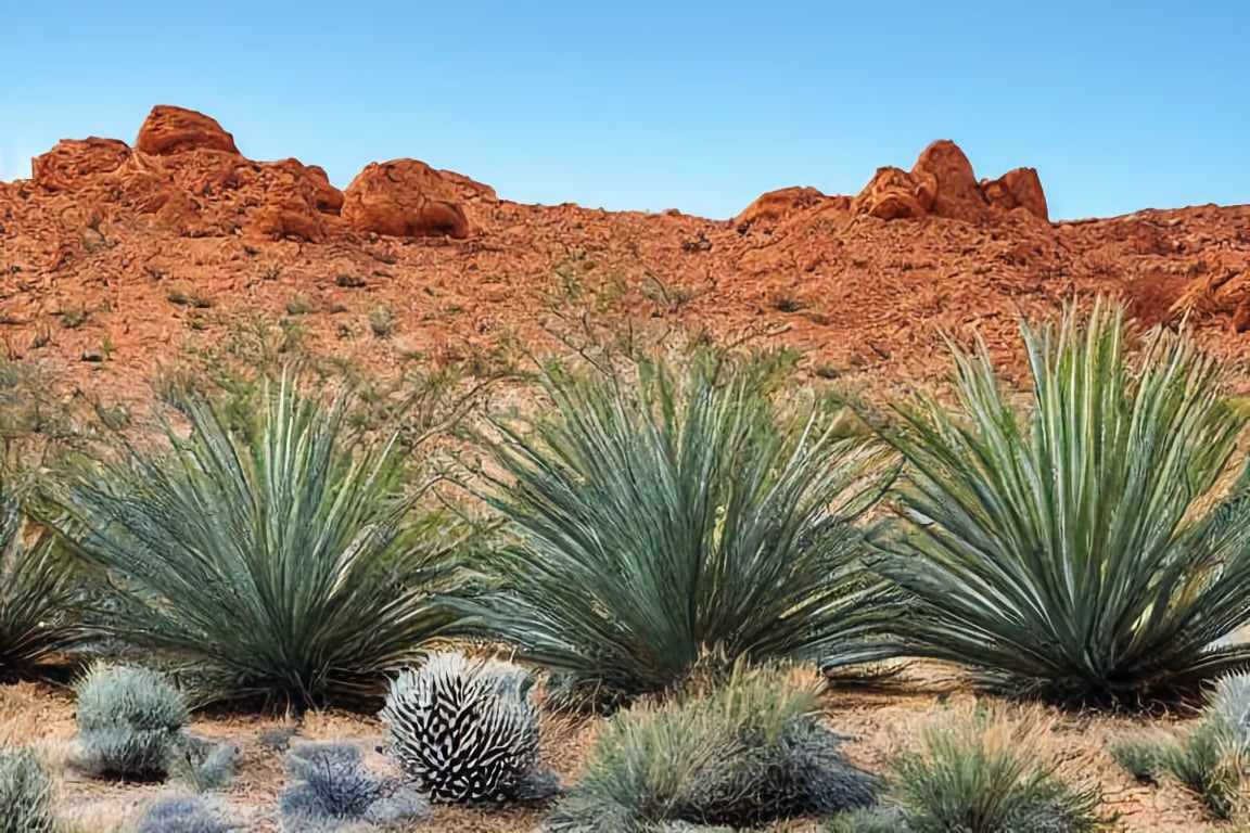 low-maintenance desert landscape backyard?