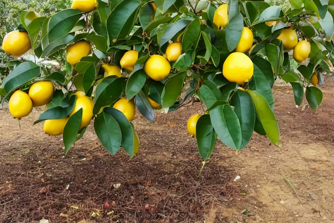 How to Grow and Care for a Meyer Lemon Tree — Dream Homes & Gardens