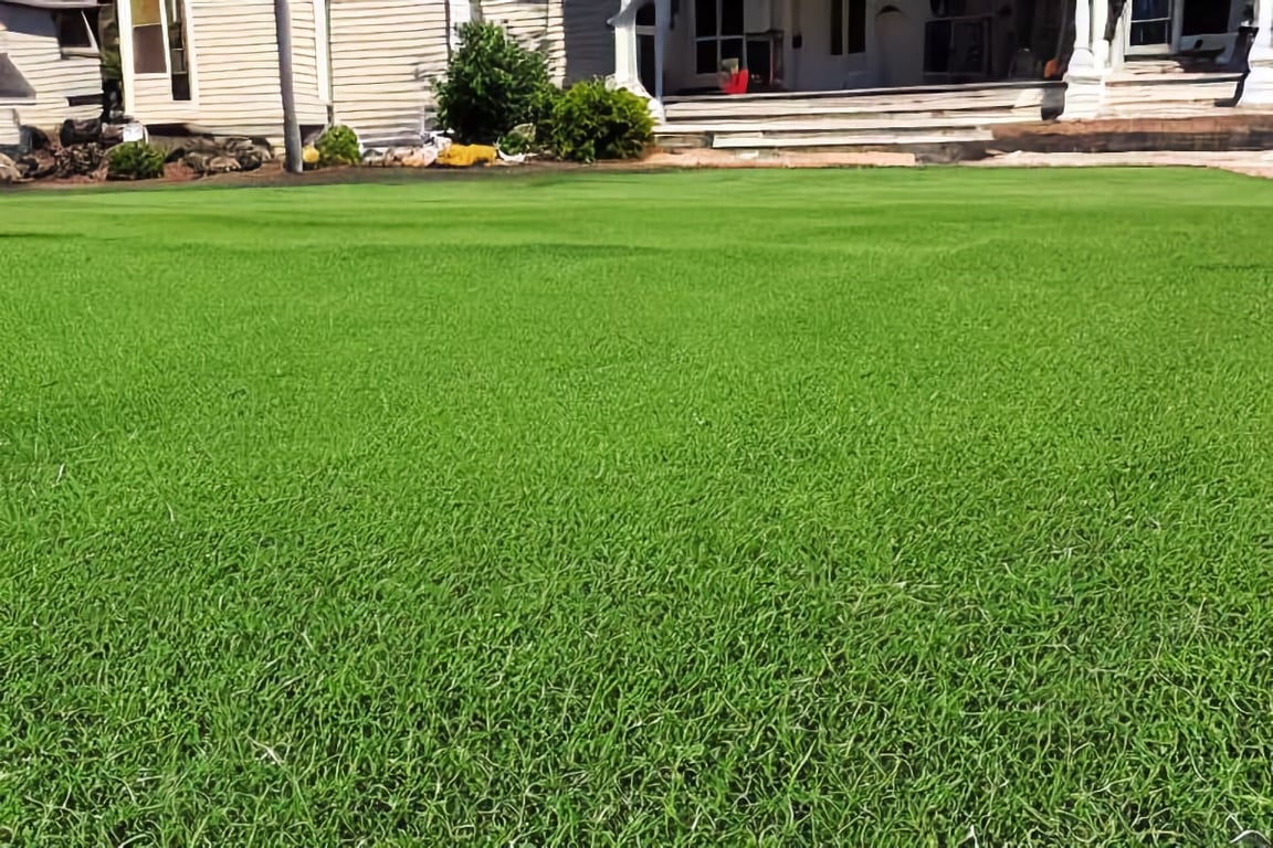 Lush green lawn