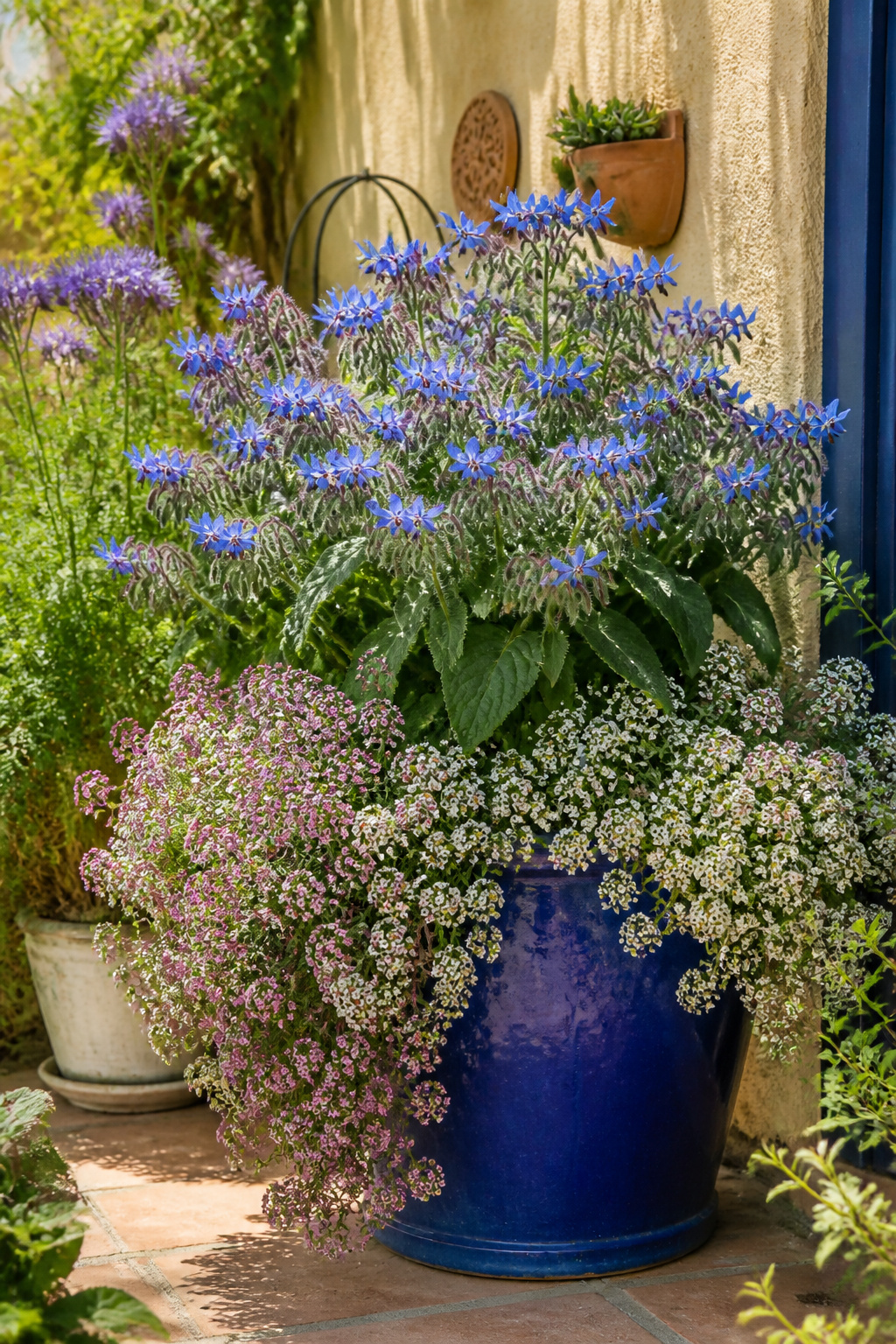 A pollinator flower pot brimming with borage, sweet alyssum, and phacelia on a sun-filled balcony — these three plants collectively attract bees, hoverflies, and parasitic wasps to support nearby food crops.