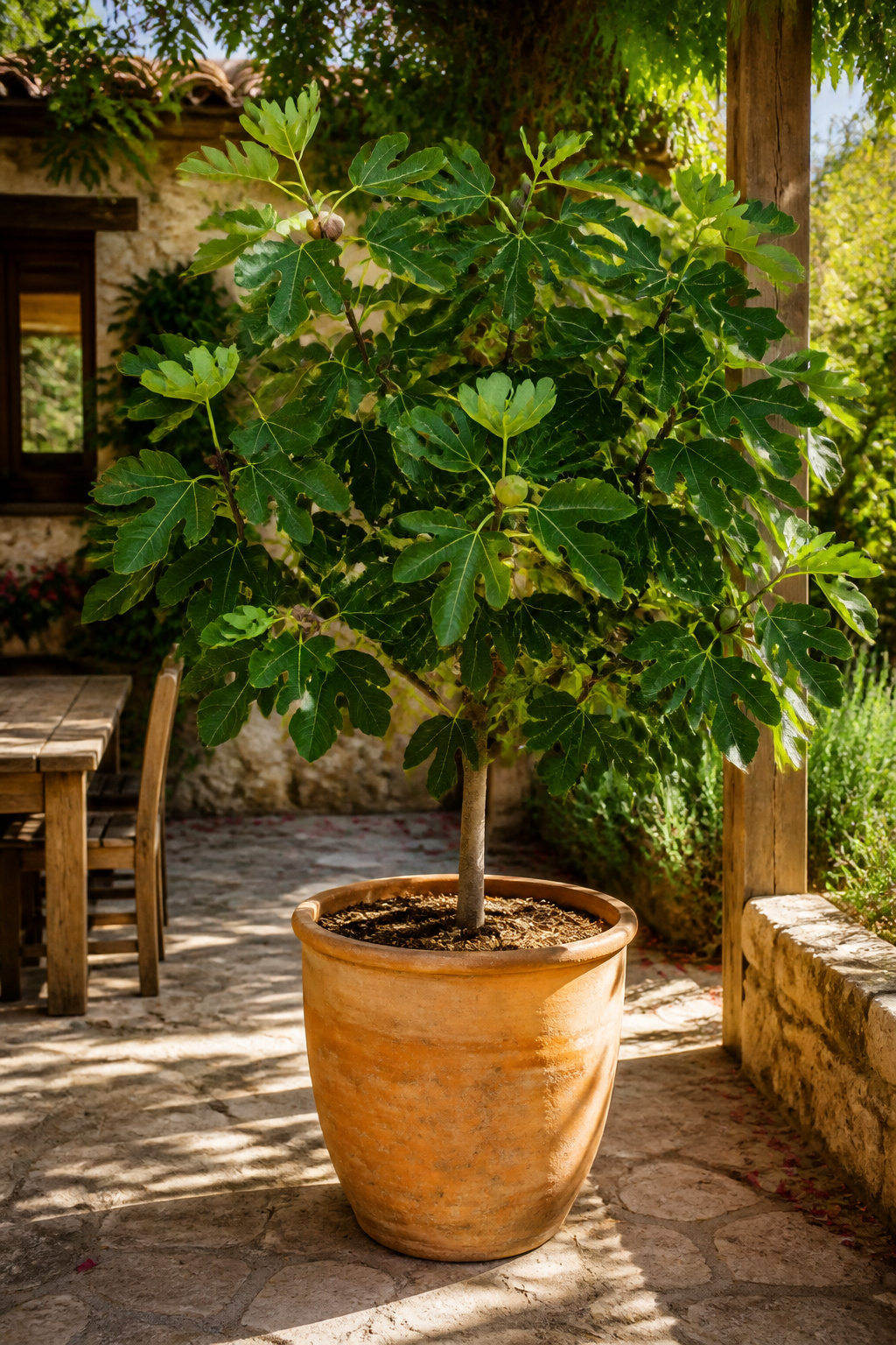 A dwarf fig tree container garden on a patio — root restriction in a large terracotta pot actually promotes fruiting, and the portability means it can overwinter in a sheltered spot and move with you.