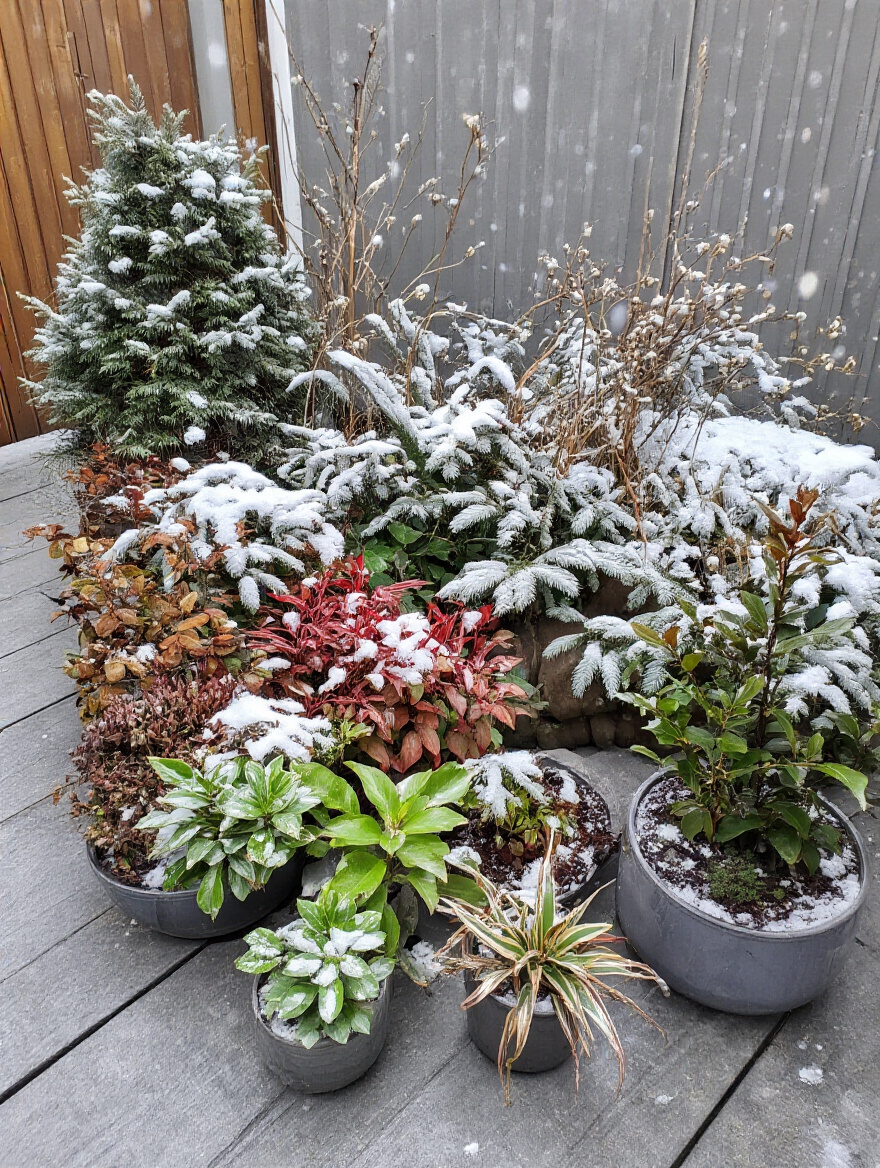 Winterized patio plants wrapped in burlap and bubble wrap on a wooden deck prepared for cold weather