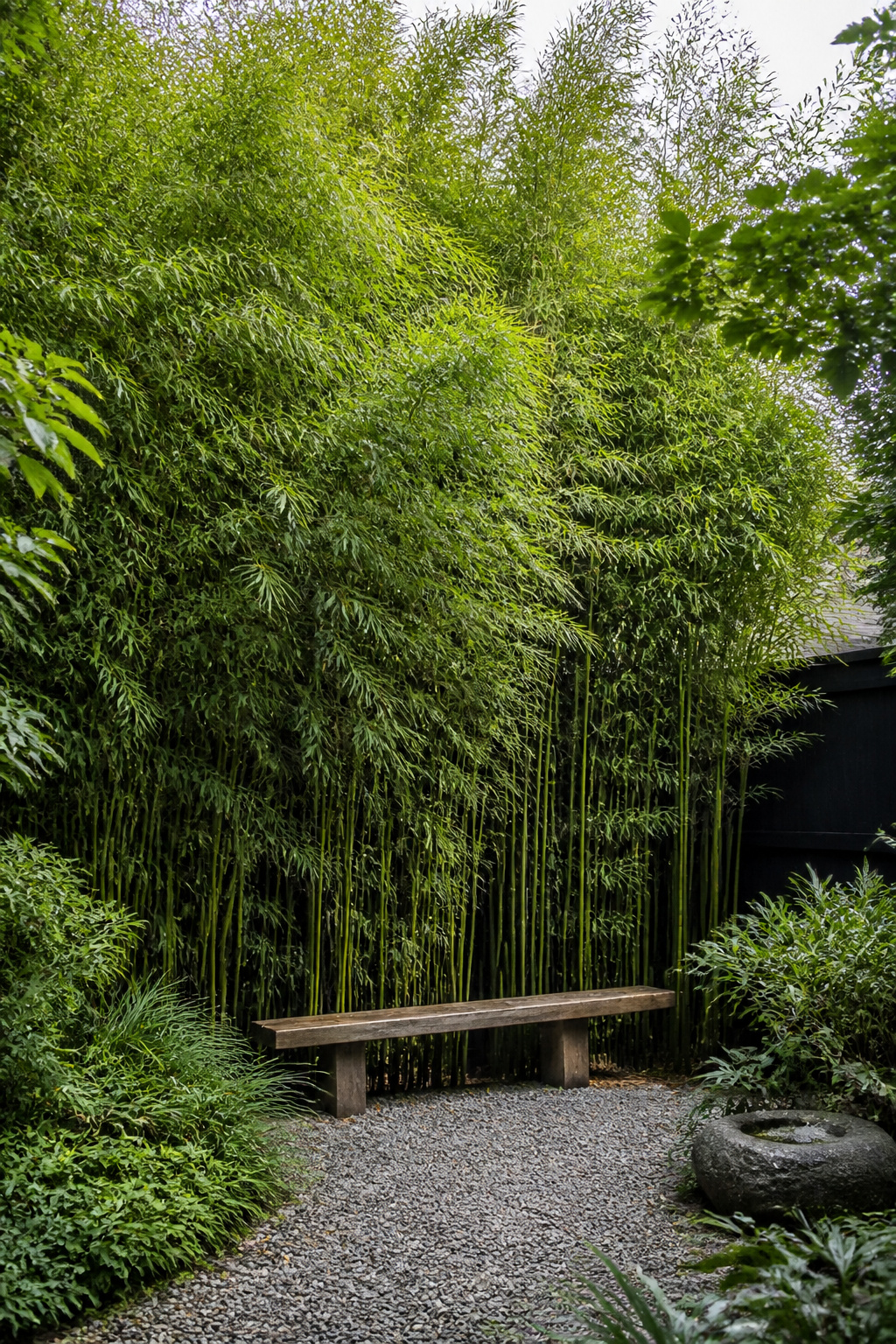A Fargesia clumping bamboo screen provides dense year-round privacy with the added quality of gentle movement and sound that no built fence can deliver.