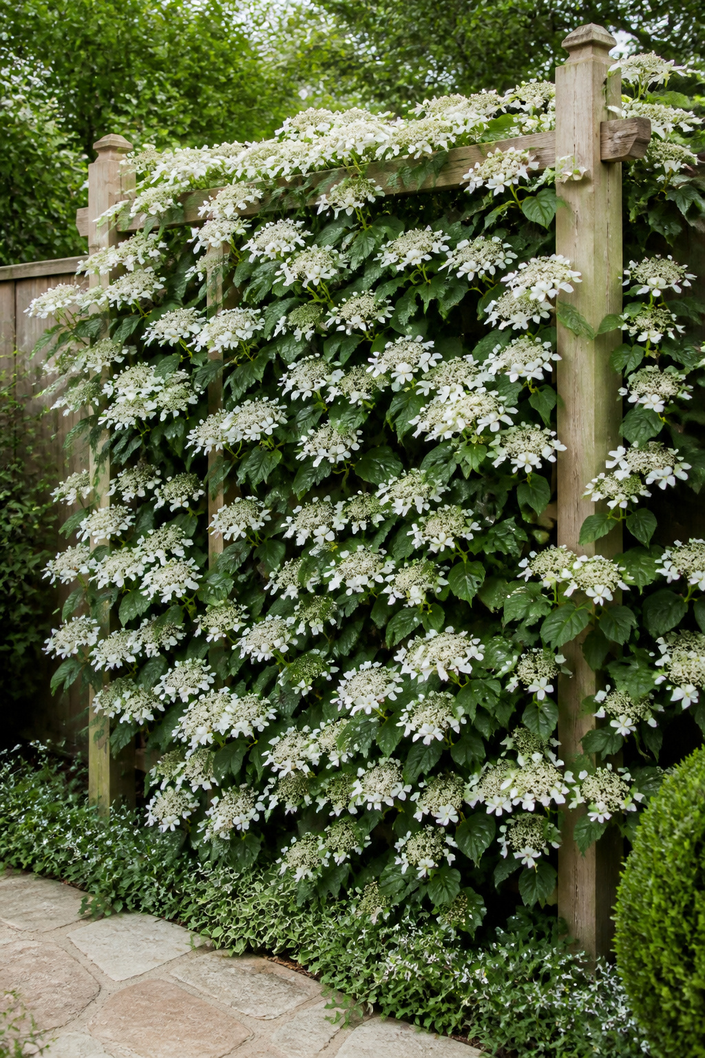 Climbing hydrangea on a natural larch trellis creates a living wall that is visually spectacular in June, structurally interesting in winter, and requires almost no annual maintenance.