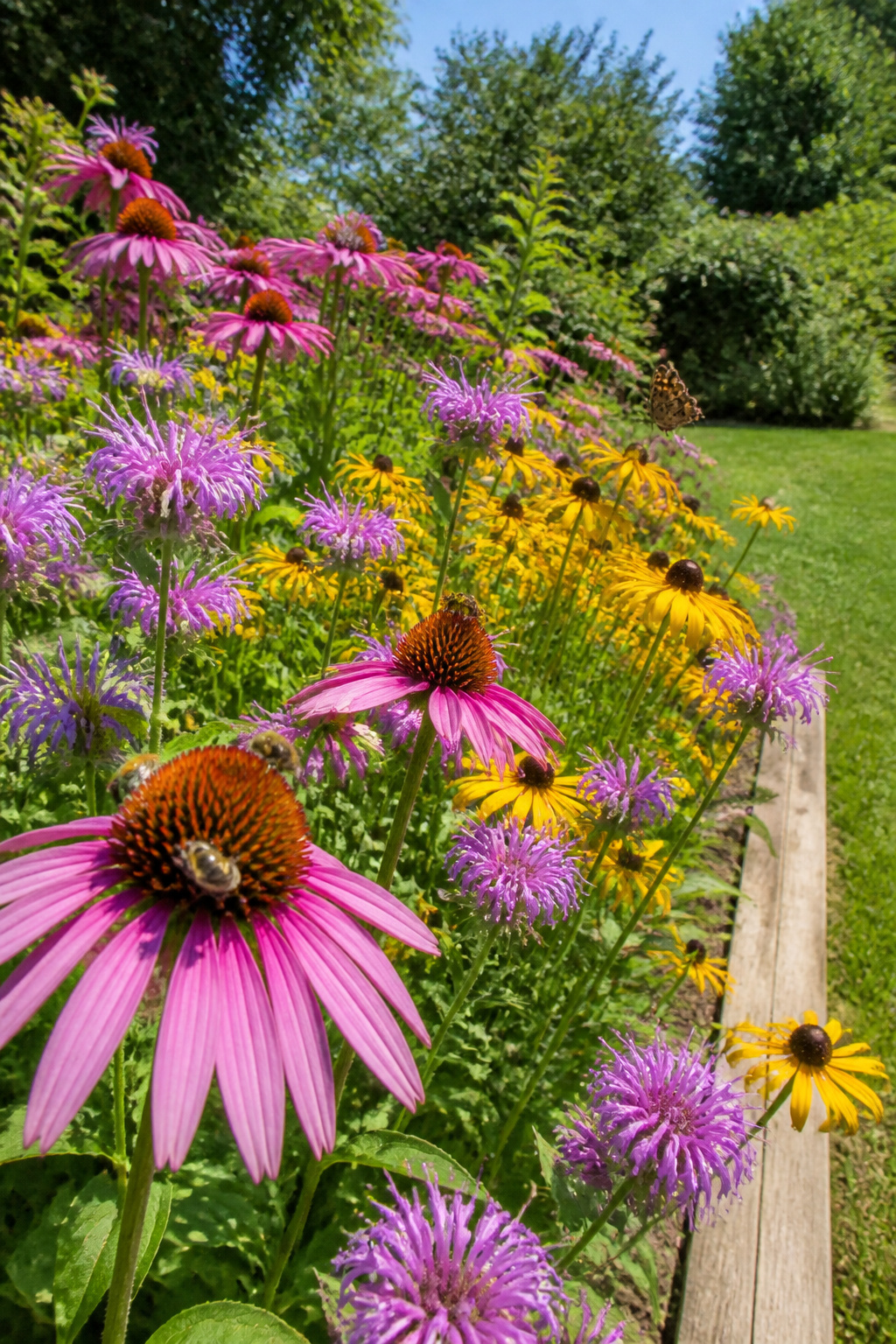 A native wildflower patch in full summer bloom feeds dozens of pollinator species — and requires exactly two mowing events per year once it reaches its third growing season.