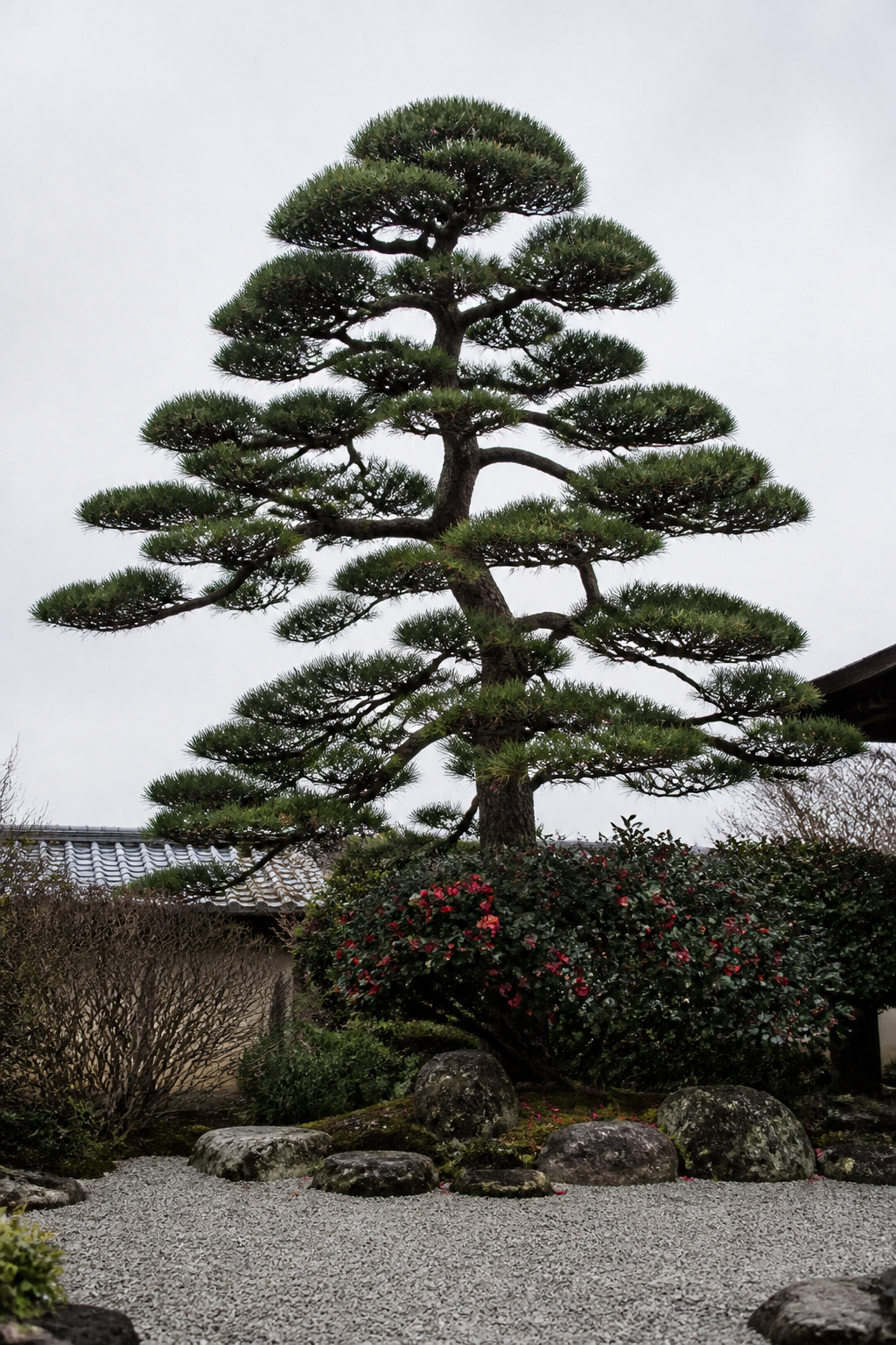 A niwaki-pruned Japanese black pine is the backyard garden's most honest evergreen anchor — its cloud-form silhouette is as beautiful in January as in June.