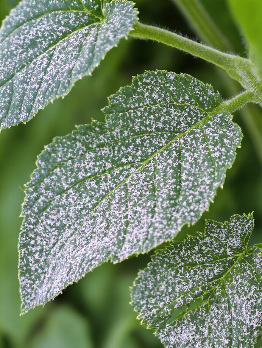 Close-up of a vibrant green tomato plant leaf with subtle white powdery spots, indicating early powdery mildew, observed for organic pest and disease identification.